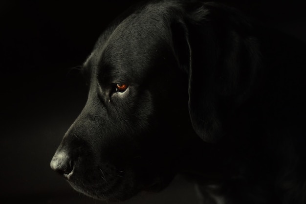 Primer plano de un perro negro