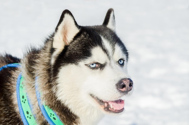 Foto primer plano de un perro en la nieve