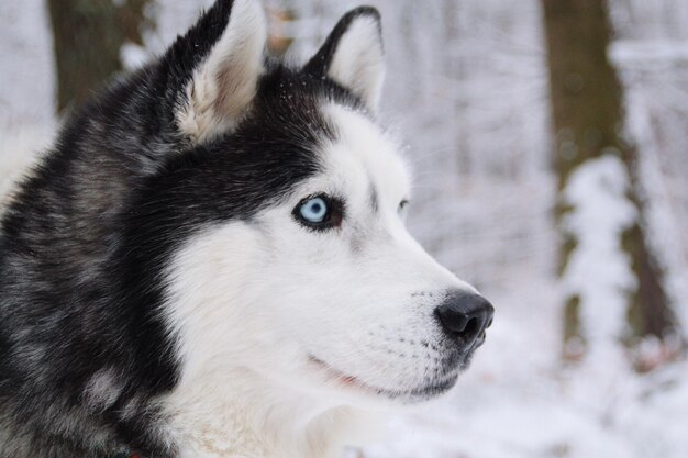 Foto primer plano de un perro en la nieve