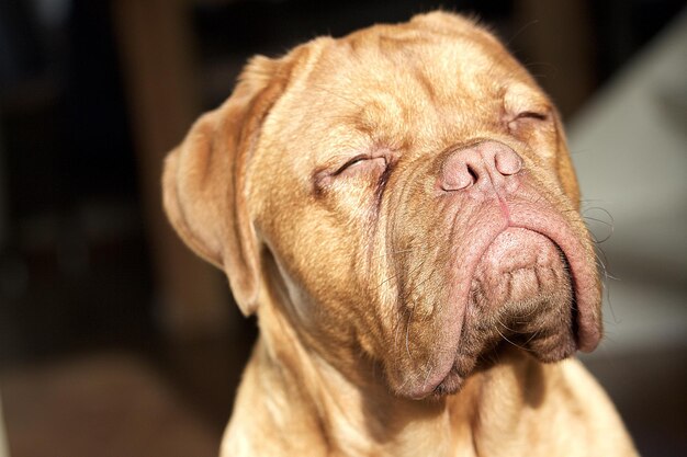 Foto primer plano de un perro con los ojos cerrados