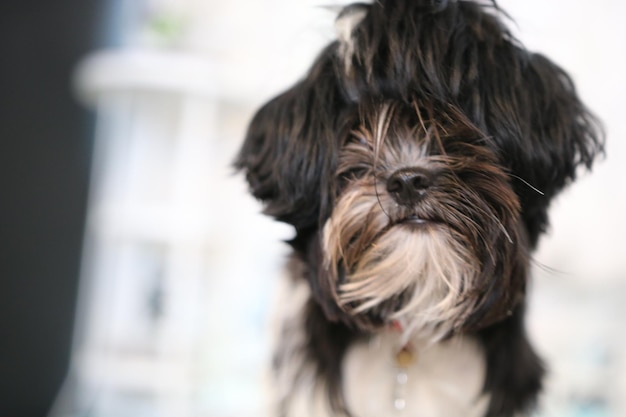 Primer plano de un perro peludo
