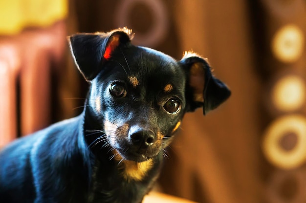 Primer plano de perro pequeño y negro