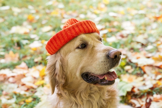 Primer plano, de, un, perro perdiguero, en, un, sombrero naranja