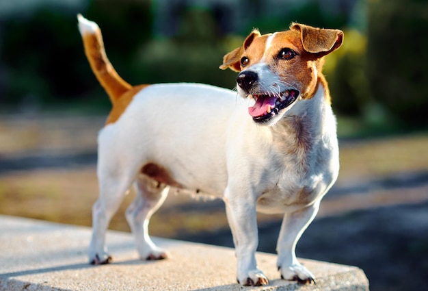 Primer plano de un perro de pie al aire libre