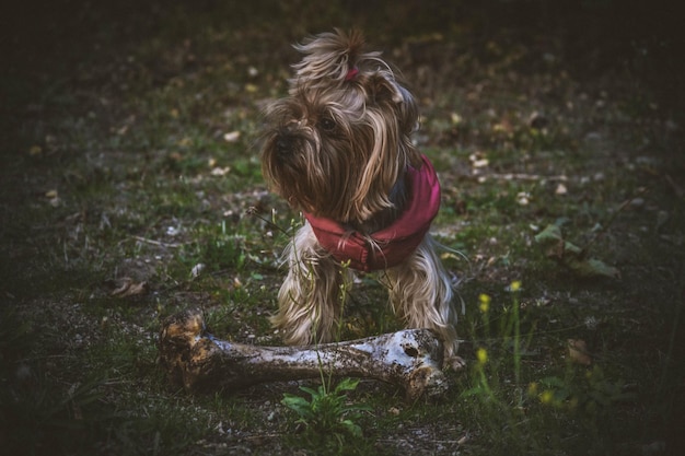 Foto primer plano de un perro de pie en un campo de hierba