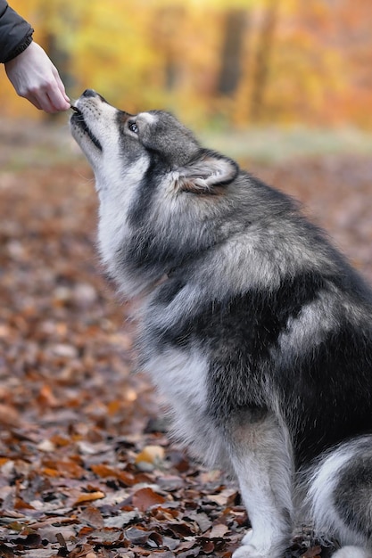 Foto primer plano de un perro de pie en el campo