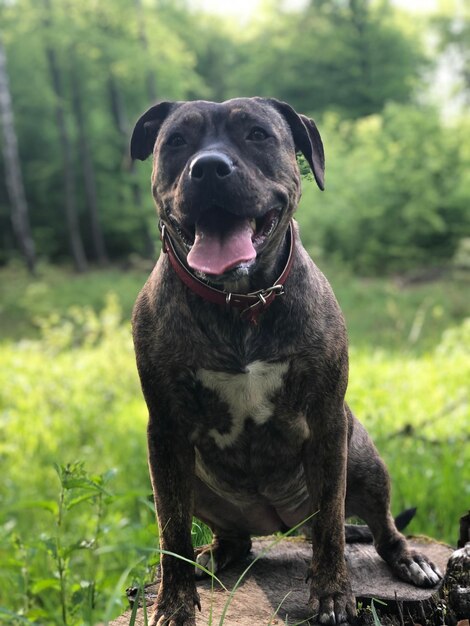 Primer plano de un perro de pie en el campo