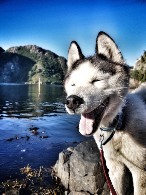 Foto primer plano de un perro de pie junto al lago