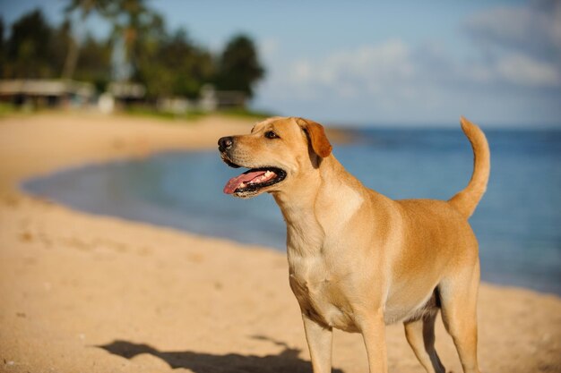 Primer plano de un perro en la playa contra el cielo