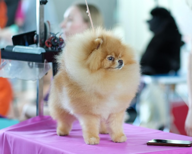 Primer plano de perro pomeranian joven en la mesa de aseo