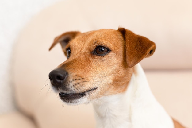 Primer plano de perro pura sangre Jack Russell terrier Mascotas