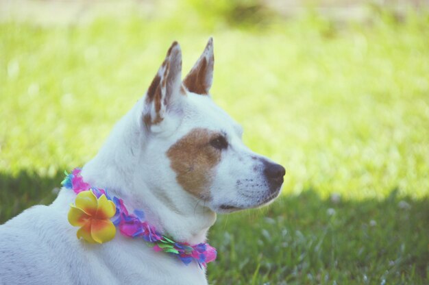 Foto primer plano de un perro que mira hacia otro lado