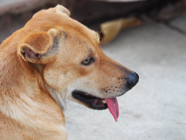 Foto primer plano de un perro que mira hacia otro lado