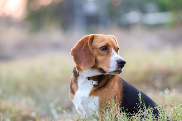 Primer plano de un perro que mira hacia otro lado