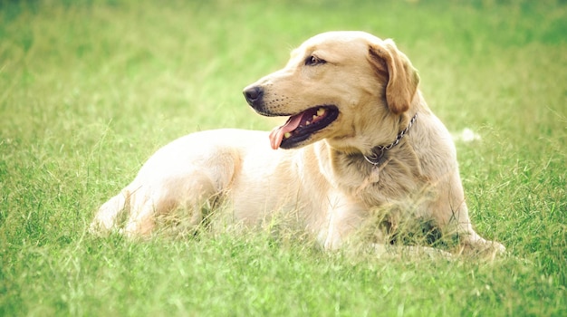 Primer plano de un perro que mira hacia otro lado