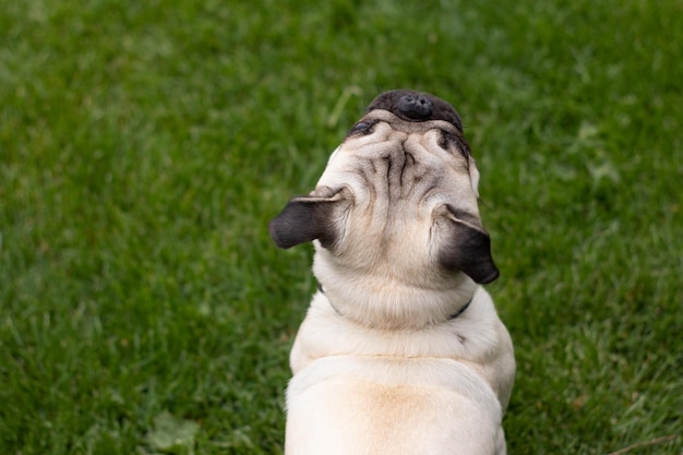 Foto primer plano de un perro que mira hacia otro lado