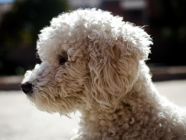 Primer plano de un perro que mira hacia otro lado