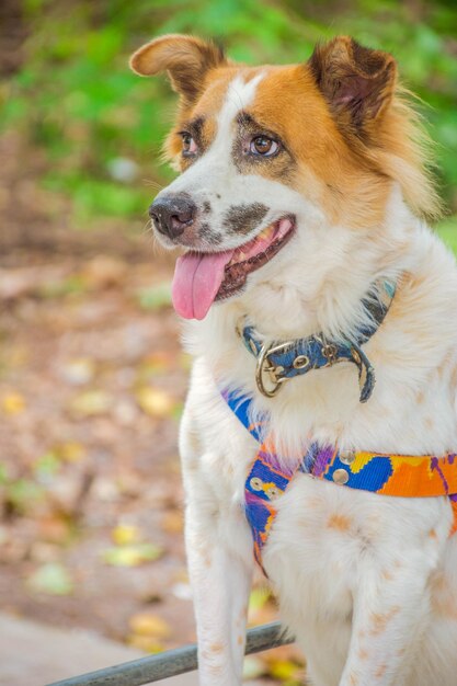 Foto primer plano de un perro que mira hacia otro lado