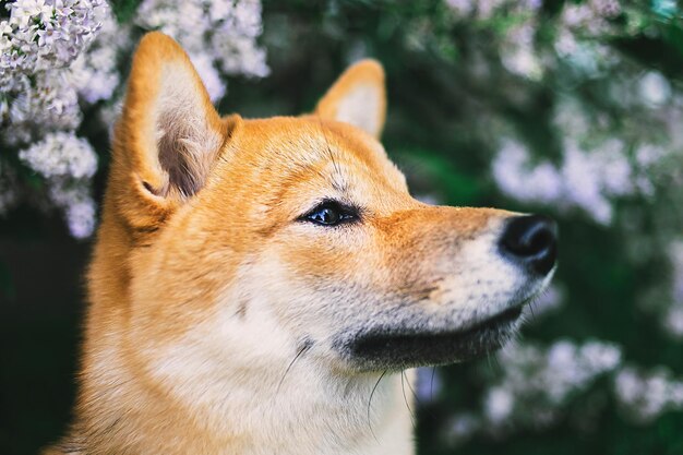 Foto primer plano de un perro que mira hacia otro lado