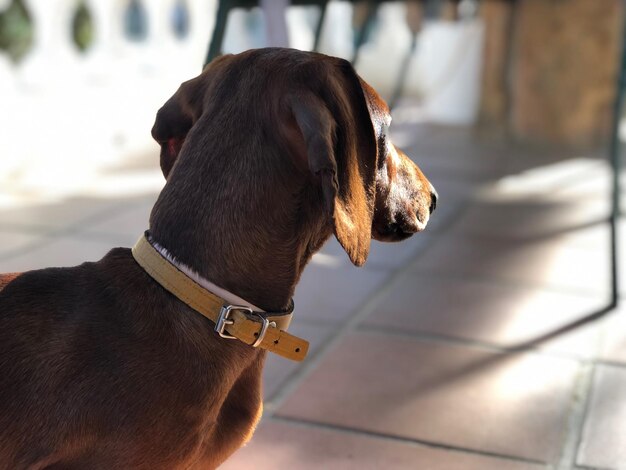 Foto primer plano de un perro que mira hacia otro lado