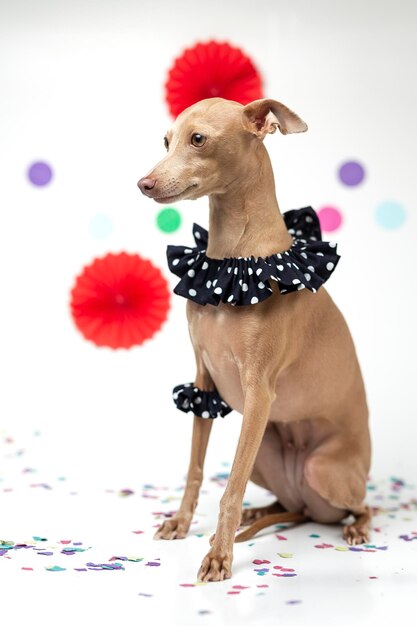 Foto primer plano de un perro que mira hacia otro lado