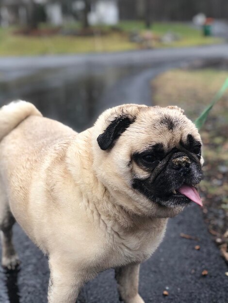 Foto primer plano de un perro que mira hacia otro lado