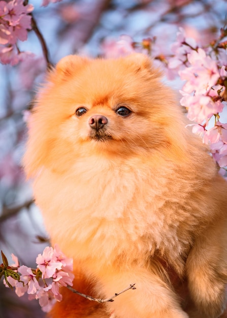 Primer plano de un perro que mira hacia otro lado
