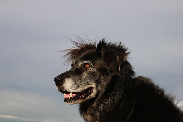 Foto primer plano de un perro que mira hacia otro lado