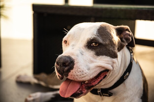 Primer plano de un perro que mira hacia otro lado