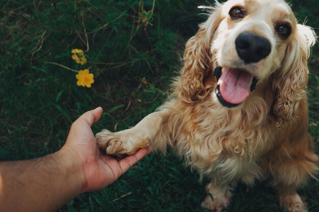 Foto primer plano de un perro que sostiene la mano