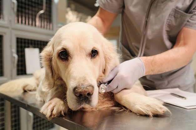 Primer plano de perro de raza pura acostado sobre la mesa mientras el veterinario hace una inyección