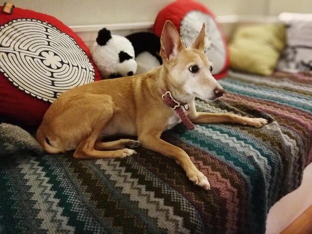 Foto primer plano de un perro relajándose en la cama en casa