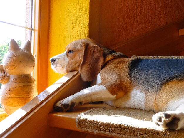 Foto primer plano de un perro relajándose en casa