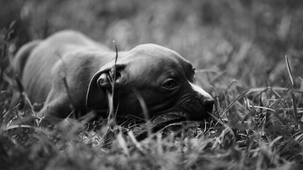 Foto primer plano de un perro relajándose en el césped