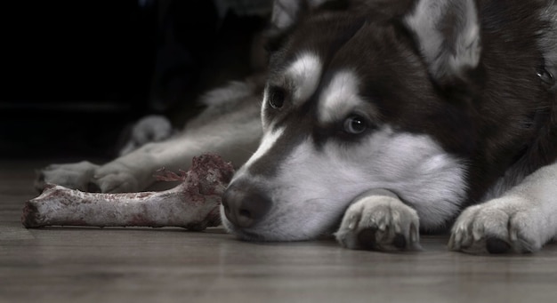 Foto primer plano de un perro relajándose en el suelo