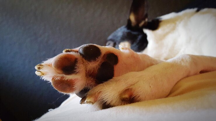 Foto primer plano de un perro relajándose