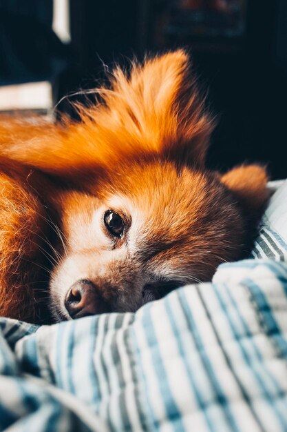 Primer plano de un perro en reposo