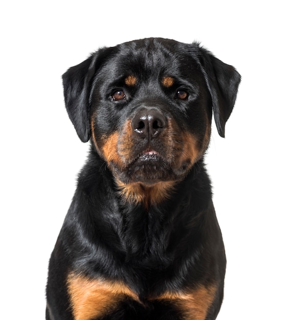 Primer plano de un perro Rottweiler