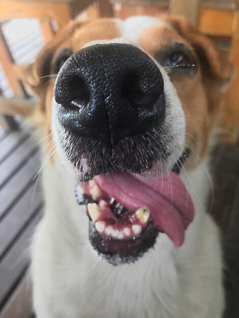 Foto primer plano de un perro sacando la lengua