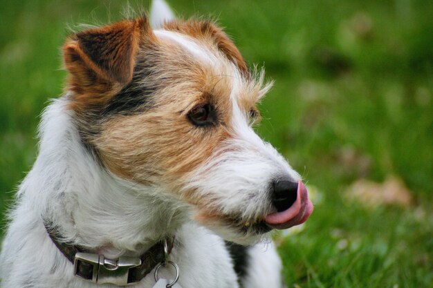 Primer plano de un perro sacando la lengua