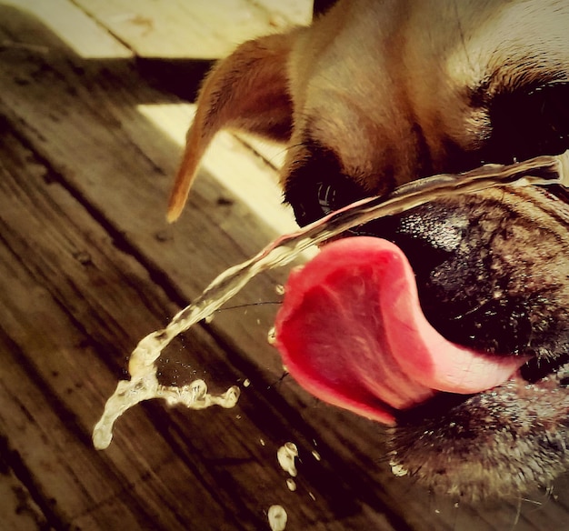 Foto primer plano de un perro sacando la lengua