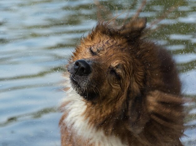 Foto primer plano de un perro sacudiendo el agua en un lago