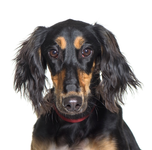 Primer plano de un perro Saluki