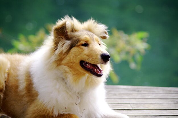 Primer plano de un perro sentado al aire libre