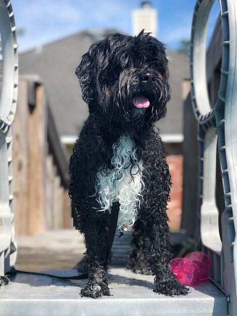 Foto primer plano de un perro sentado al aire libre