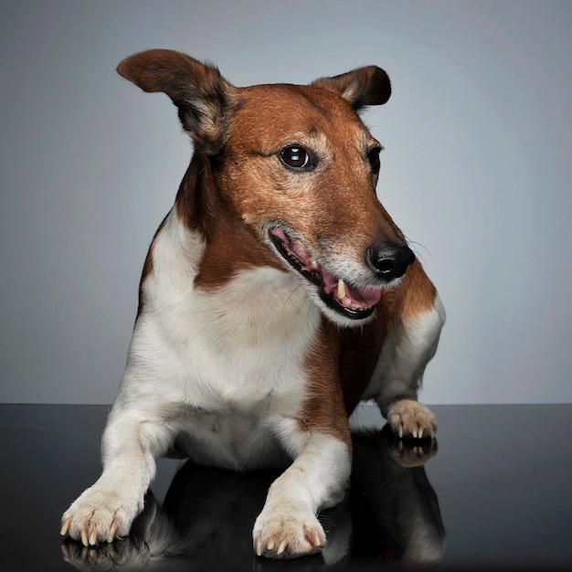 Primer plano de un perro sentado contra un fondo gris
