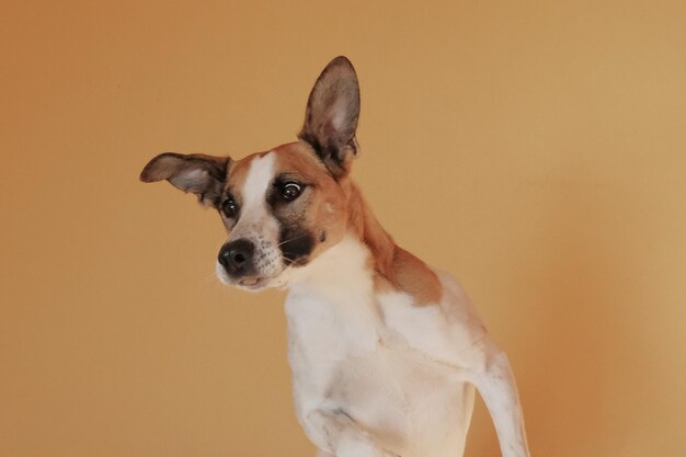 Foto primer plano de un perro sentado contra un fondo naranja.