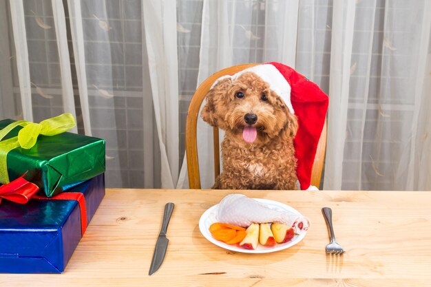 Primer plano del perro sentado en la mesa del comedor