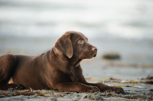 Foto primer plano de un perro sentado en la playa