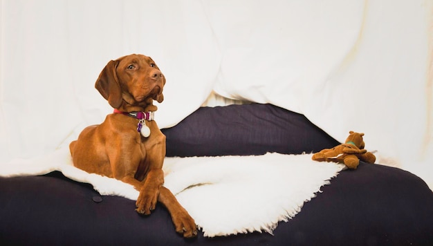 Foto primer plano de un perro sentado